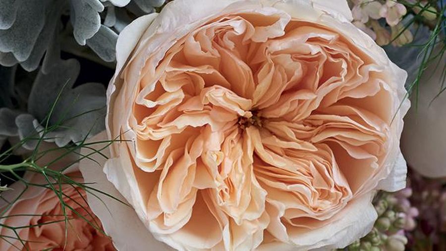 Juliet Rose (Tangkapan Layar David Austin)
