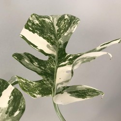 Mengenal Monstera Variegata yang Kini Harganya Selangit!