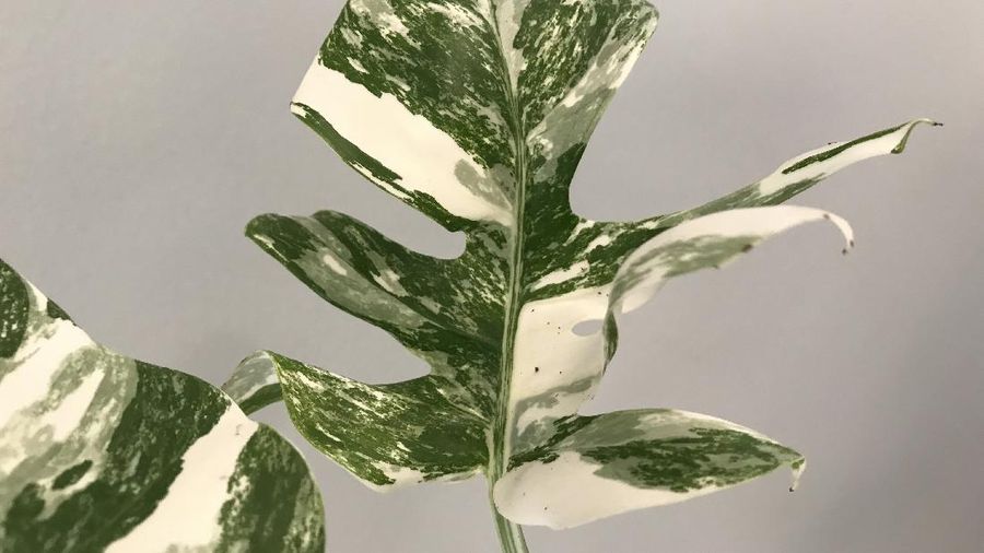 Variegated Monstera Deliciosa (Tangkapan Layar monsterasupply.co)