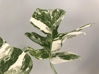 Mengenal Monstera Variegata yang Kini Harganya Selangit!
