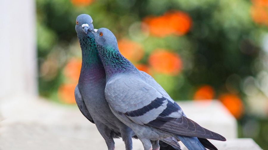 Burung Merpati Balap/Racing Pigeons (Photo by Ashithosh U from Pexels)