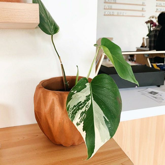 Bunda 10 Tanaman Hias Varigata Ini Paling Banyak Diburu