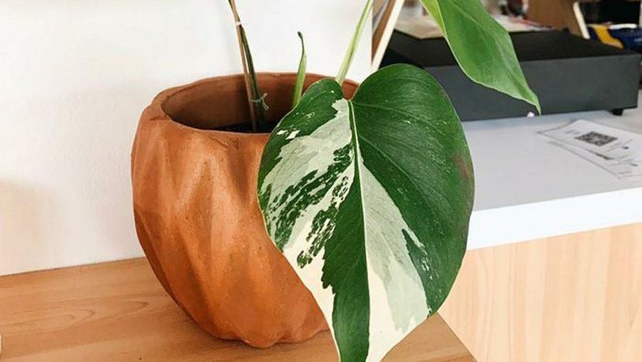 Monstera Variegata Deliciosa Albo (Tangkapan Layar Tokopedia/ taluplants)
