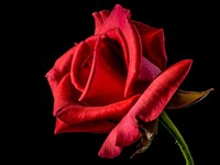 16 Tradisi Unik Perayaan Hari Valentine di Seluruh Dunia