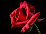 Hari Valentine, Prancis, Bunga Mawar & Kerusakan Lingkungan