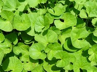 Tanaman Ini Dianggap Hama di RI, Ternyata Jadi Buruan China-Amerika