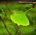 Studi Menunjukkan Tanda Kiamat Terlihat di Daun