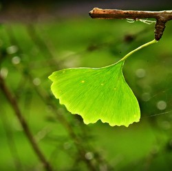 Studi Menunjukkan Tanda Kiamat Terlihat di Daun
