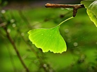 Studi Menunjukkan Tanda Kiamat Terlihat di Daun