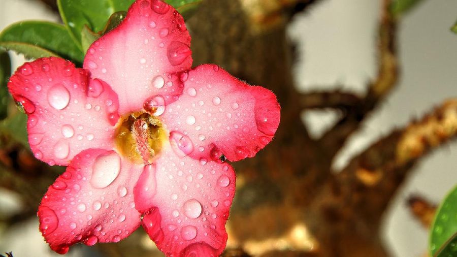 Adenium (Image by Noelia Secret from Pixabay)