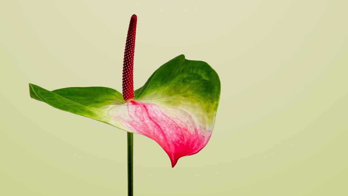 Bunda Wajib Punya, Ini 5 Tanaman Hias Cantik Jenis Anthurium