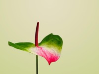 Bunda Wajib Punya, Ini 5 Tanaman Hias Cantik Jenis Anthurium