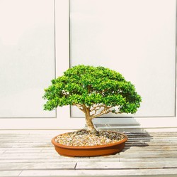 Cantik & Mungil, 7 Tanaman Bonsai Seharga Miliaran Rupiah!