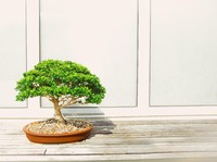 Cantik & Mungil, 7 Tanaman Bonsai Seharga Miliaran Rupiah!