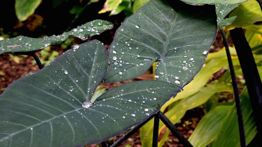 Daun Kuping Gajah (Image by Hannah Edgman from Pixabay)