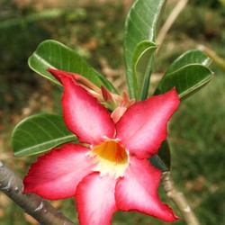 Ini Enam Hal Penting dalam Merawat Adenium 'Kamboja Jepang'