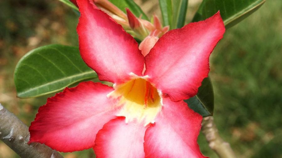 Kamboja Jepang (Image by Suanpa from Pixabay)