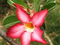 Ini Enam Hal Penting dalam Merawat Adenium 'Kamboja Jepang'