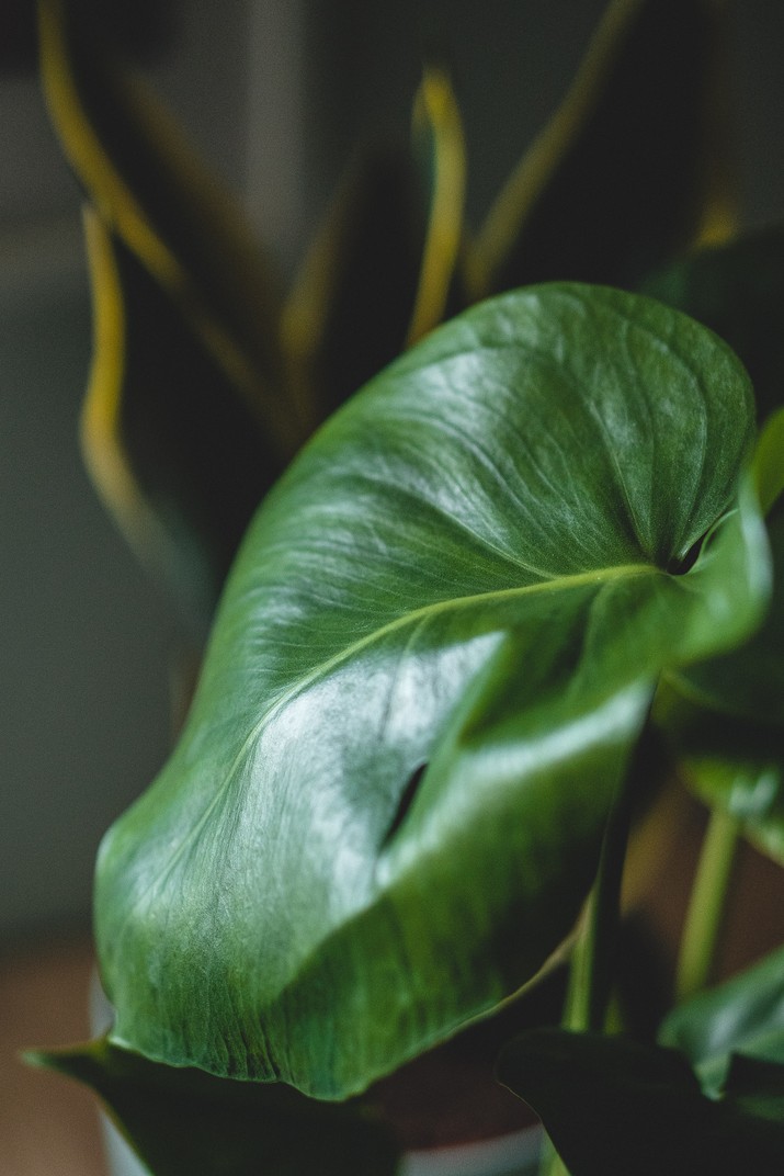 Philodendron (Photo by Maahid Photos from Pexels) Philodendron (Photo by Maahid Photos from Pexels)