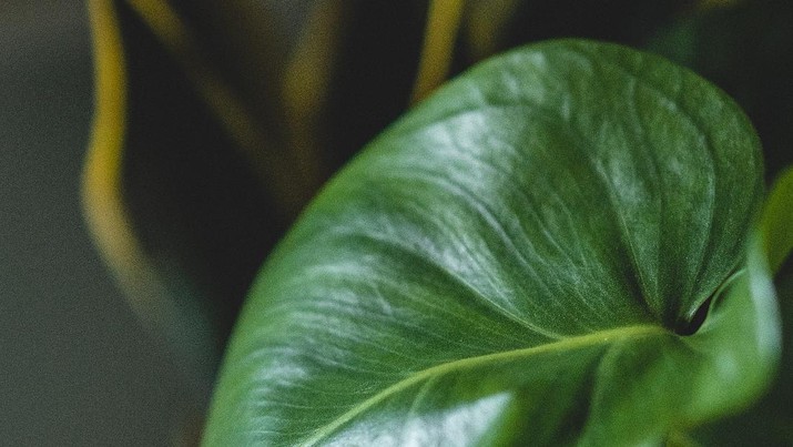 Philodendron (Photo by Maahid Photos from Pexels) Philodendron (Photo by Maahid Photos from Pexels)