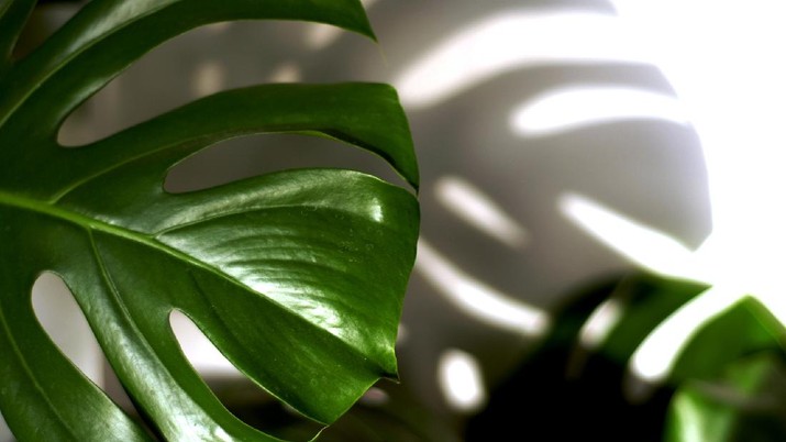 Philodendron (Image by bstad from Pixabay)