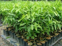 'Harta Karun' Kayu Gaharu Asli RI, Bisa Tembus Rp1,5 M per Kg