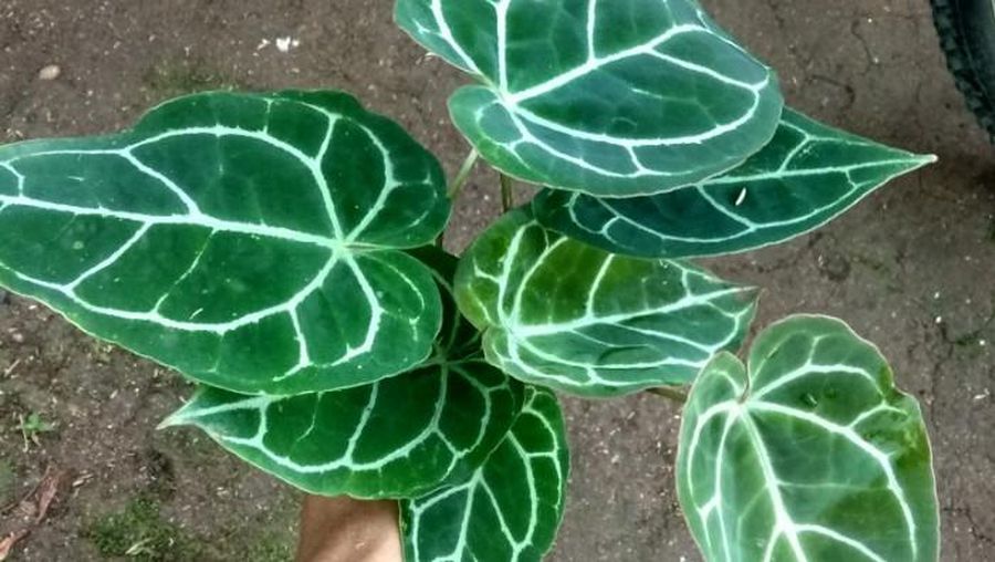 Tanaman Kuping Gajah (Tangkapan Layar via Tokopedia/Tukang Taman Karya Alam)
