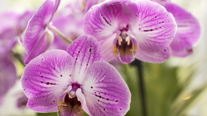 Anggrek Dendrobium (Image by Bishnu Sarangi from Pixabay)