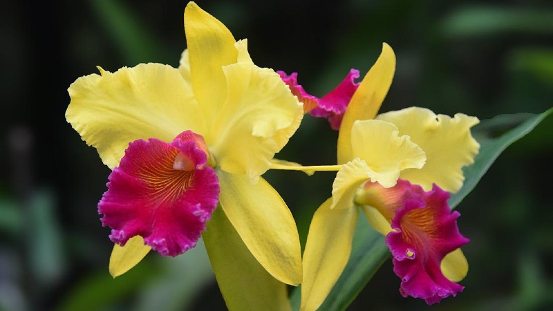 Anggrek Dendrobium (Image by Bishnu Sarangi from Pixabay)