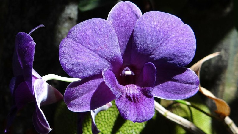 Anggrek Dendrobium (Image by Bishnu Sarangi from Pixabay)
