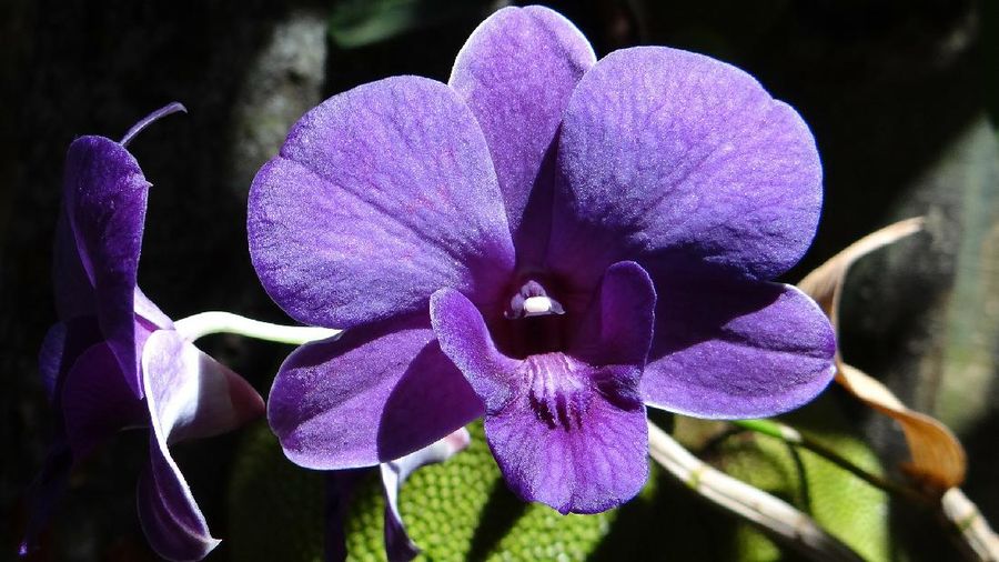 Anggrek Dendrobium (Image by Bishnu Sarangi from Pixabay)