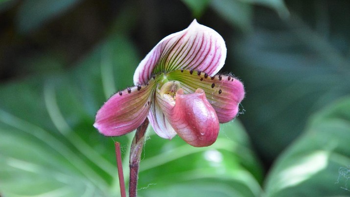 Anggrek Vanda (Image by Joëlle Moreau from Pixabay) Anggrek Vanda (Image by Joëlle Moreau from Pixabay)