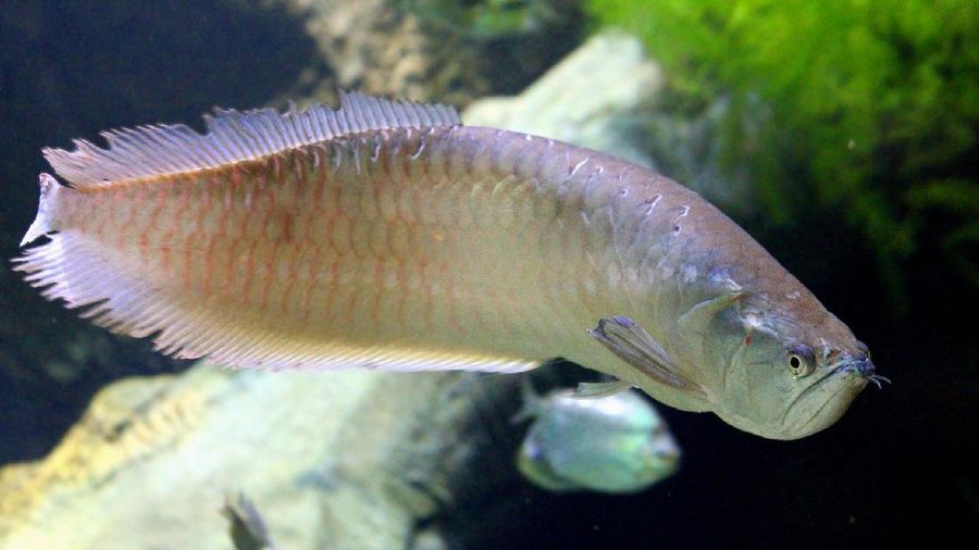 Arwana (Image by zoosnow from Pixabay)