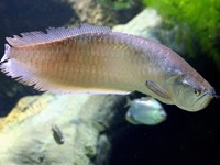 Mahal Gila! Ini Alasan Harga Ikan Arwana Putih Tembus Rp 5 M