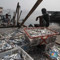 Terbaru Aturan Menteri KKP: Impor Ikan dan Garam Bakal Direm!