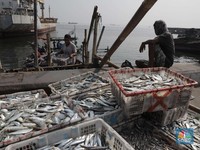 Terbaru Aturan Menteri KKP: Impor Ikan dan Garam Bakal Direm!