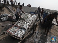 Oktober Nanti Nelayan Dilarang Tangkap Ikan, Ini Sebabnya