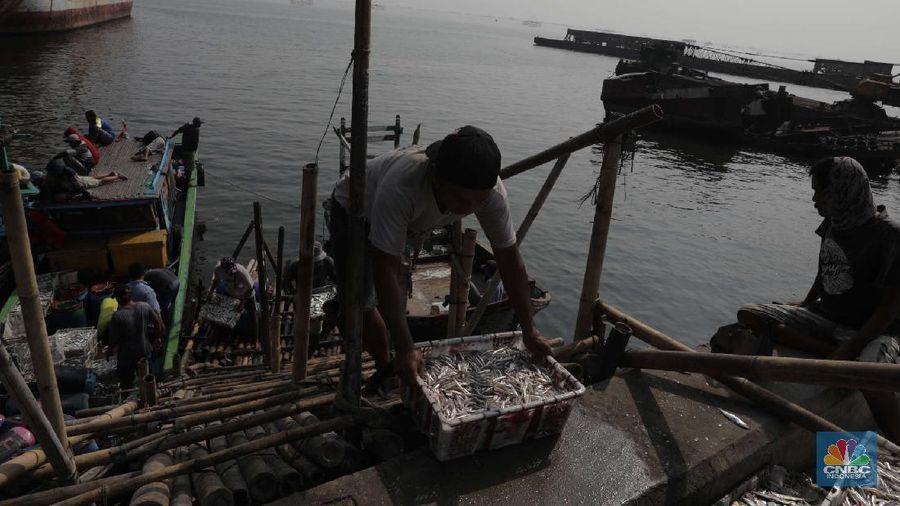 Pekerja mengangkat ikan asin di kawasan Cilincing, Jakarta Utara, Jumat (23/10). Memasuki musim penghujan dan isu Badai La Nina menjadi momok yang cukup mengkhawatirkan bagi nelayan. Menurut salah satu nelayan Ros mengatakan nelayan kerap mengalami masalah saat menjaring ikan di musim hujan. "Sulitnya menangkap ikan dan memikirikan kebocoran rumah. Mau menjemur ikan sulit karena cuaca tidak menentu," jelasnya. Seperti diketahui nelayan juga perjuangan melawan kelam wabah pendemi global tersebut, dampak Covid-19 juga mulai merambah pada kehidupan ekonomi masyarakat kecil, yang mengeluhkan perekonomian turun drastis dari waktu normal. Hal sama sangat terasa pada perekonomian nelayan Indonesia. Nelayan terpaksa harus menjual hasil tangkapan kepada masyarakat dengan harga yang sangat murah atau turun lebih dari 50 persen dari harga biasanya. Hal ini terjadi karena banyak pabrik pengolahan yang ditutup demi mengikuti anjuran pemerintah dalam rangka mencegah penularan Covid-19.  (CNBC Indonesia/ Muhammad Sabki)