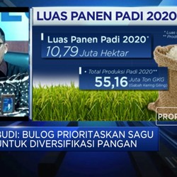 Diversifikasi Pangan, Bulog Bangun 20 Pabrik Pengolahan Sagu