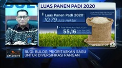 Diversifikasi Pangan, Bulog Bangun 20 Pabrik Pengolahan Sagu