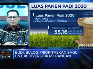 Diversifikasi Pangan, Bulog Bangun 20 Pabrik Pengolahan Sagu