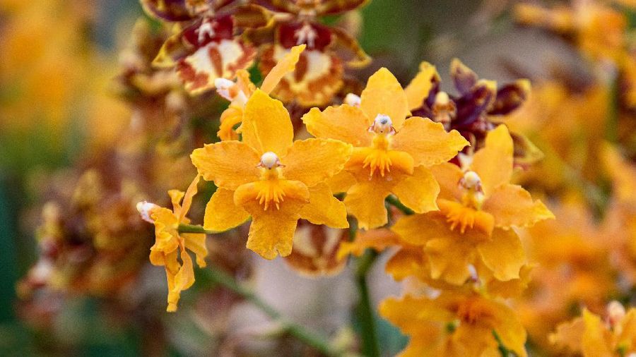Anggrek Oncidium (Image by gsibergerin from Pixabay)