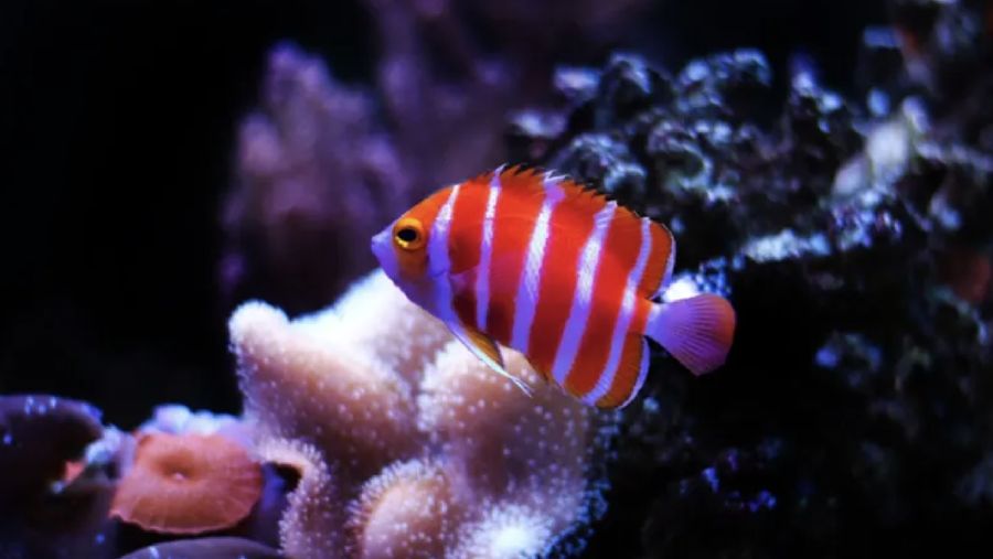 Peppermint Angelfish. Ist