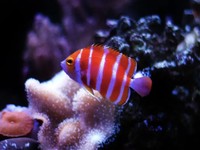 Tak Hanya Arwarna Putih, Ini Deretan Ikan Harga Miliaran