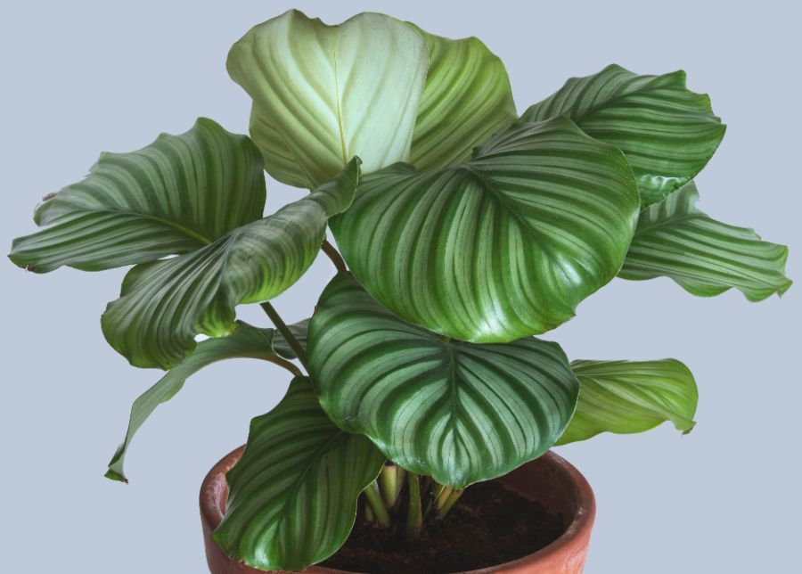 Calathea Orbifiola