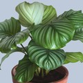 5 Jenis Tanaman Hias Calathea Termahal RI, Kamu Punya Nggak?