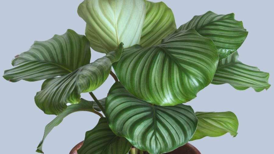 Calathea Orbifiola