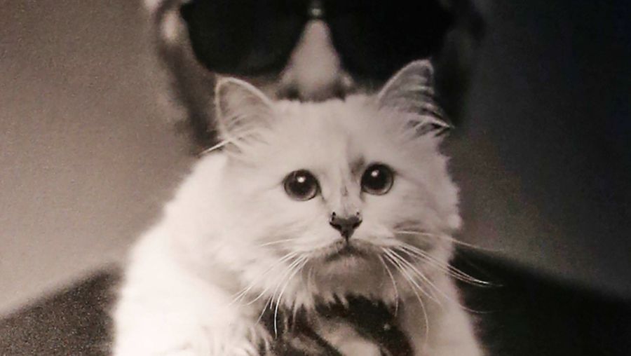 Choupette
