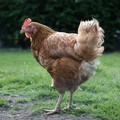 Situasi Serius! Korsel Rilis Warning Virus Flu Burung