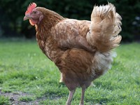 Situasi Serius! Korsel Rilis Warning Virus Flu Burung